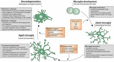 Frontiers | Aging Microglia—Phenotypes, Functions And Implications For ...